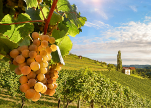 5 Armenian Grapes You Should Discover